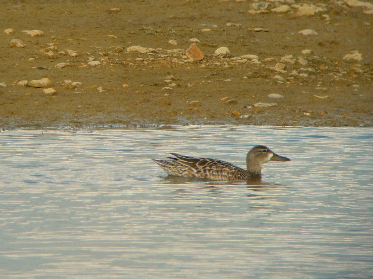 Blue-winged Teal - ML563630201