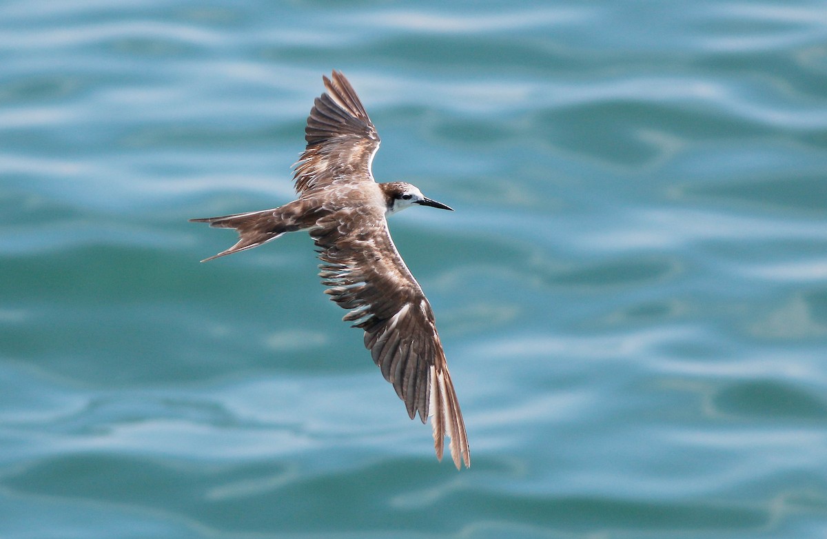 Bridled Tern - Neoh Hor Kee