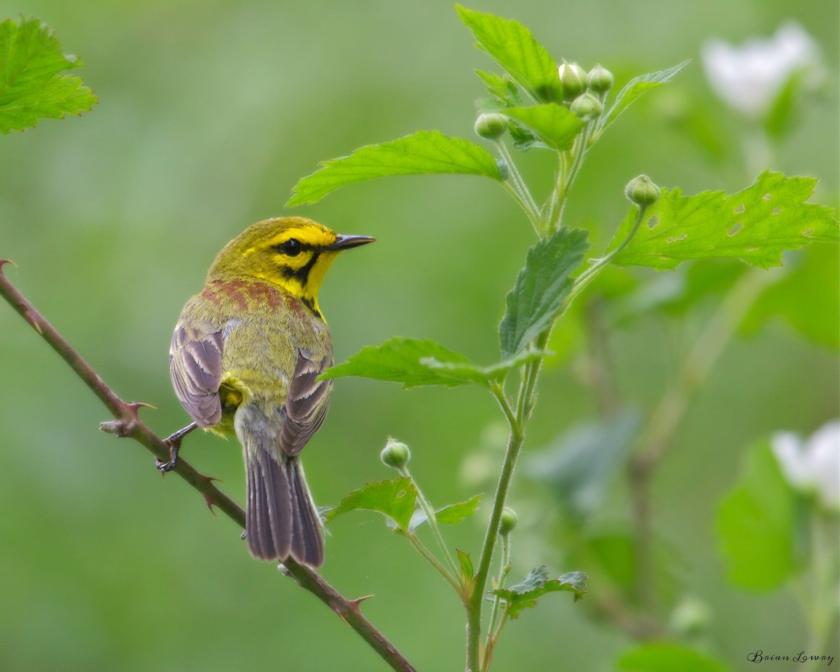 Prairie Warbler - ML56363281