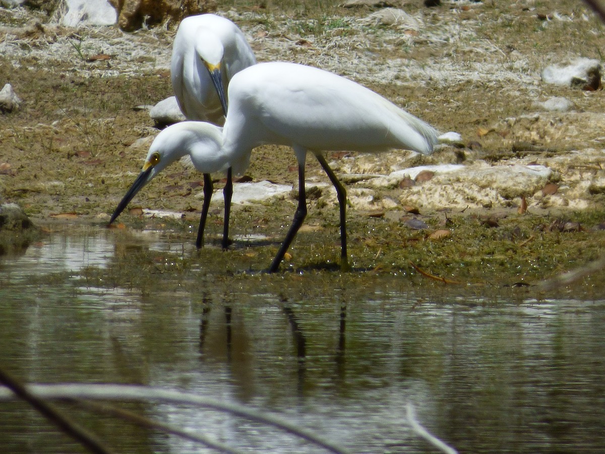 Snowy Egret - Tarra Lindo
