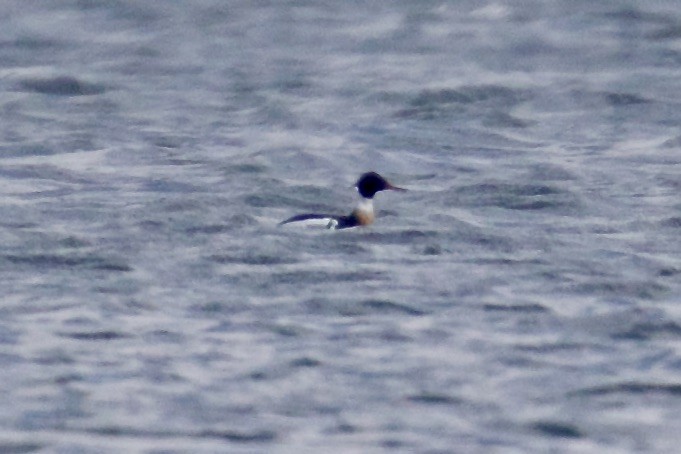 Red-breasted Merganser - Jack & Holly Bartholmai