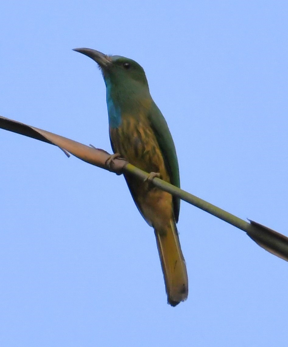 Blue-bearded Bee-eater - ML563635441