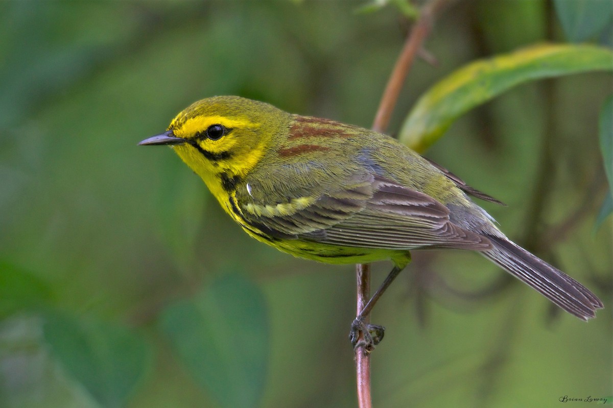 Prairie Warbler - ML56363621