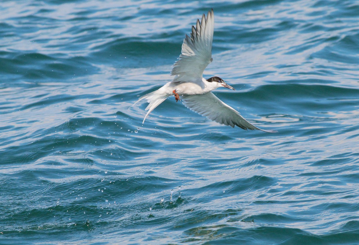 Common Tern - Neoh Hor Kee