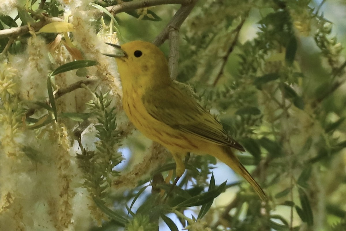 Yellow Warbler (Northern) - ML563637511