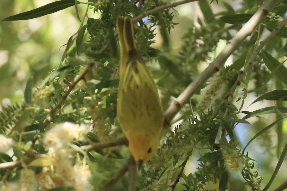 Yellow Warbler (Northern) - ML563637521