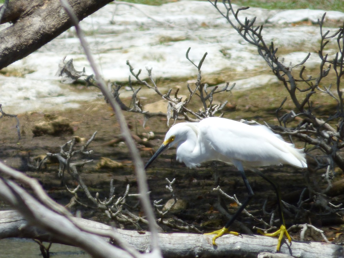 Snowy Egret - Tarra Lindo