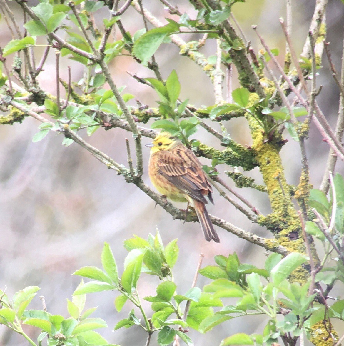 Yellowhammer - ML563643001