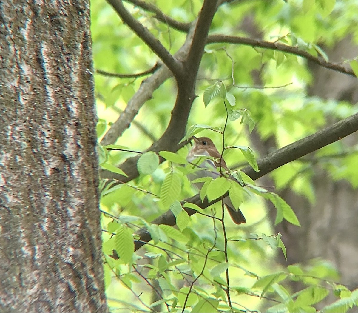 Veery - ML563643201