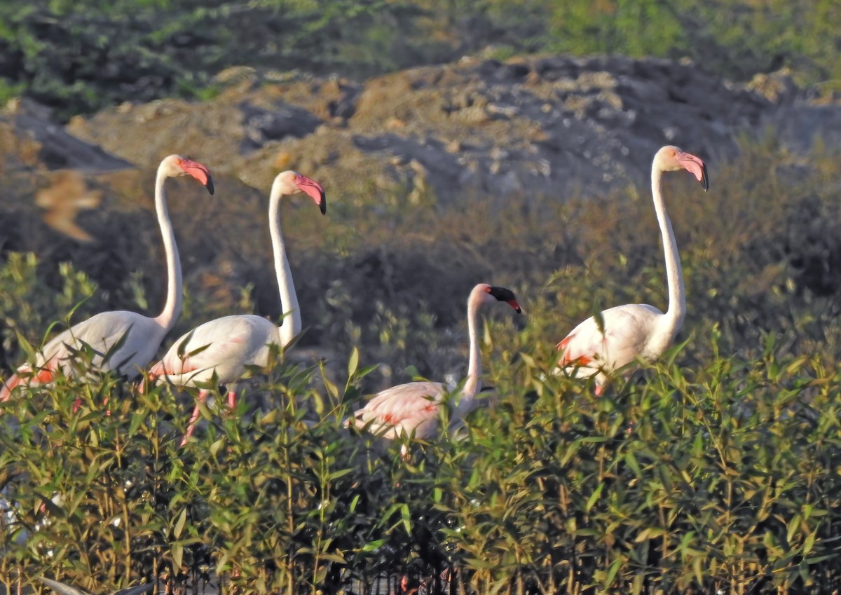 dvergflamingo - ML563643761