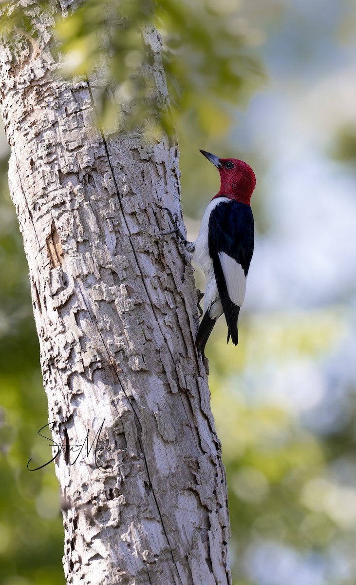 Red-headed Woodpecker - ML563643831