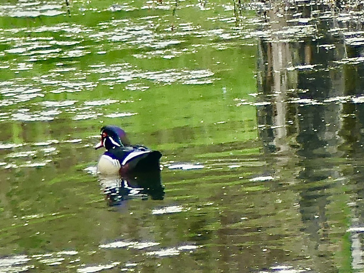 Wood Duck - ML563643841