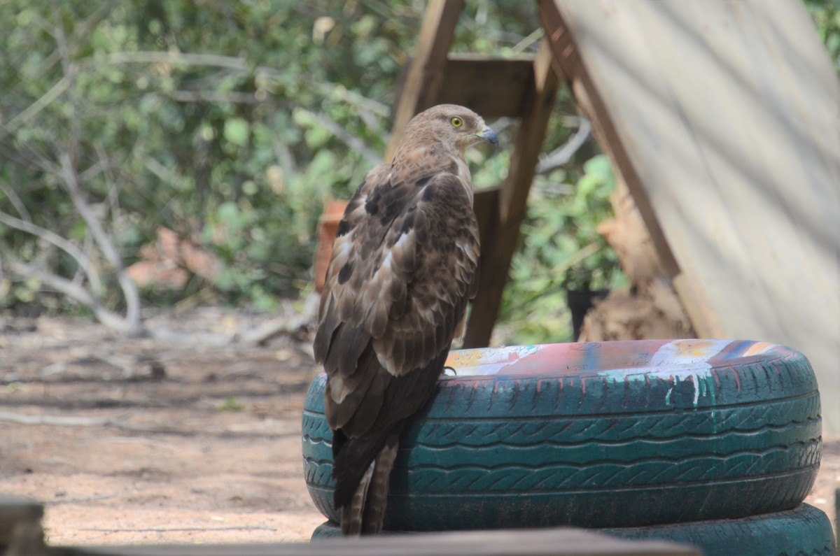 Oriental Honey-buzzard (Northern) - Alain Rouge