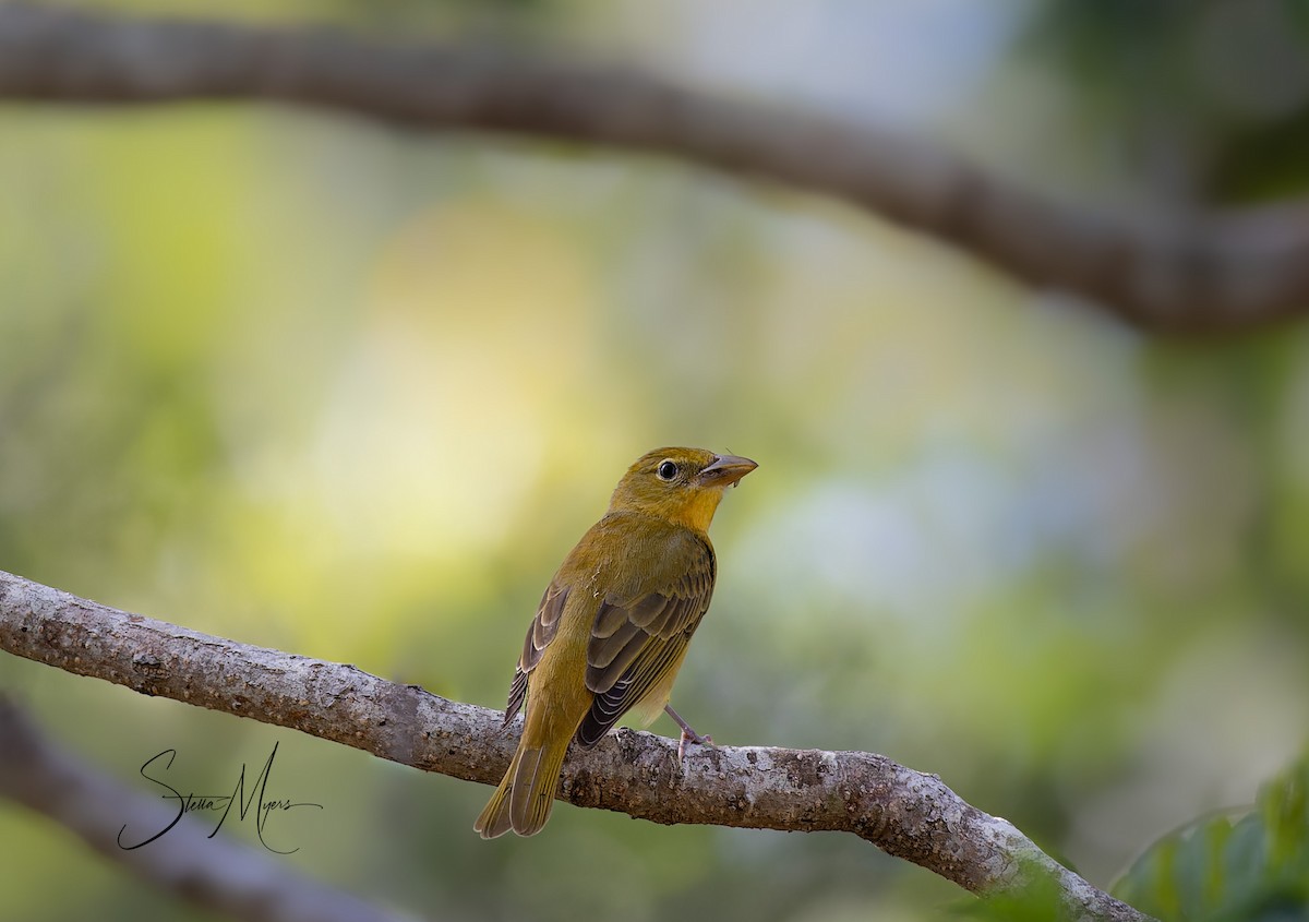 Summer Tanager - ML563644721