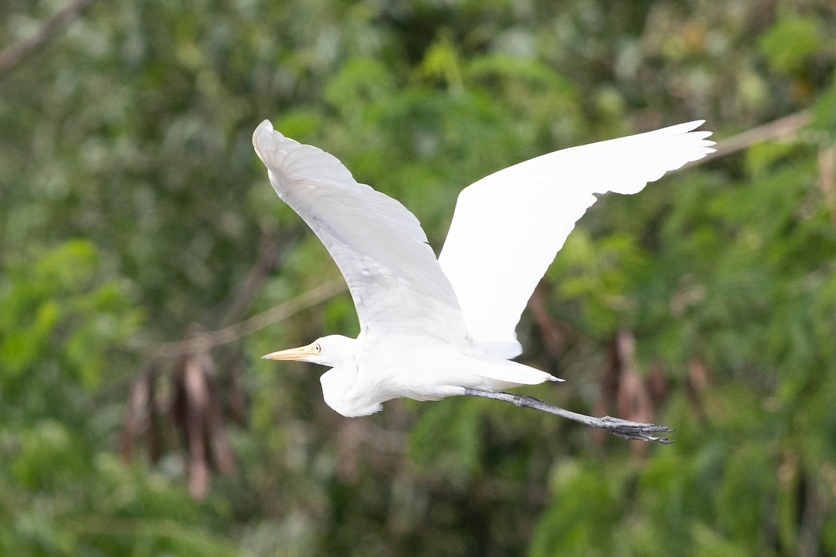 Grande Aigrette - ML563644781