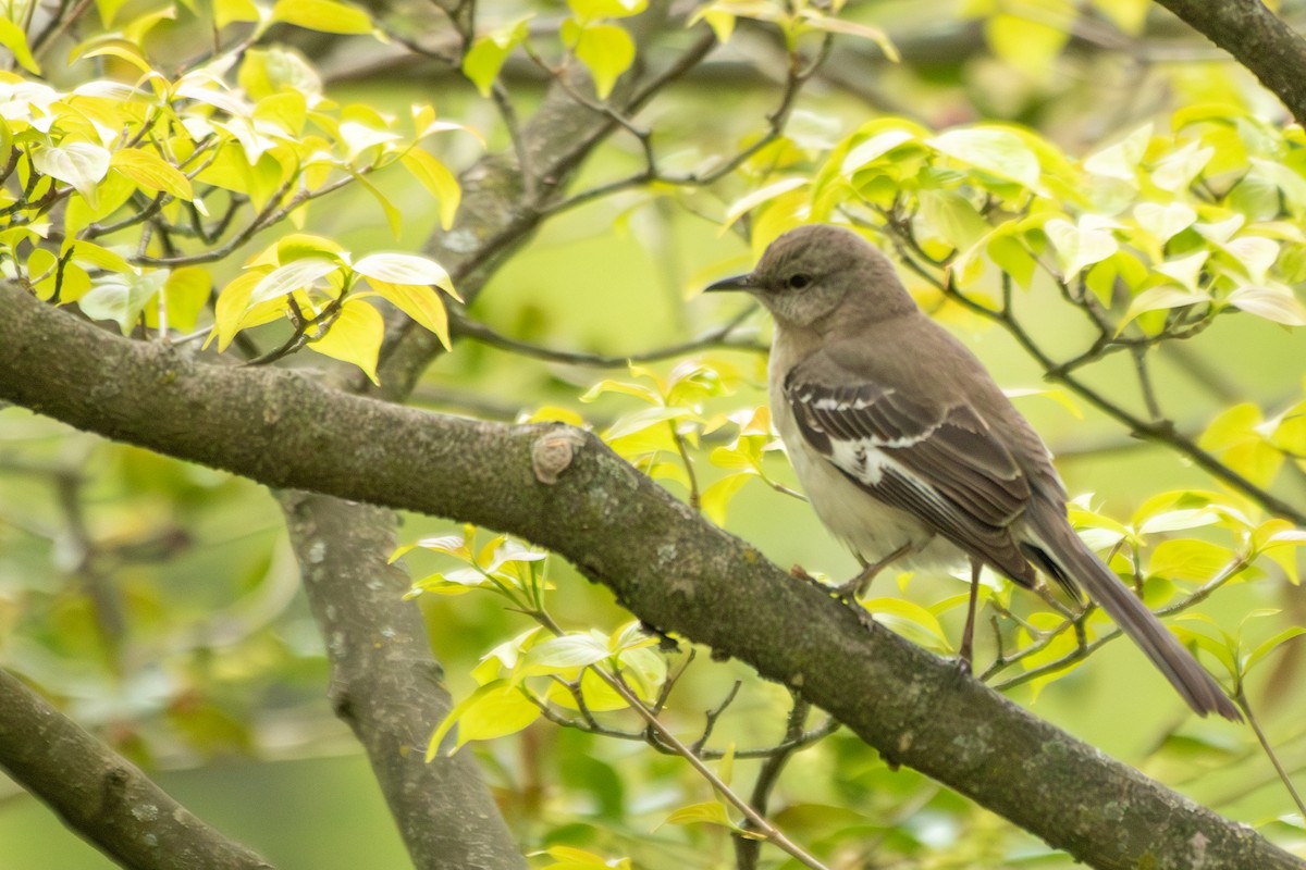 Northern Mockingbird - ML563645371