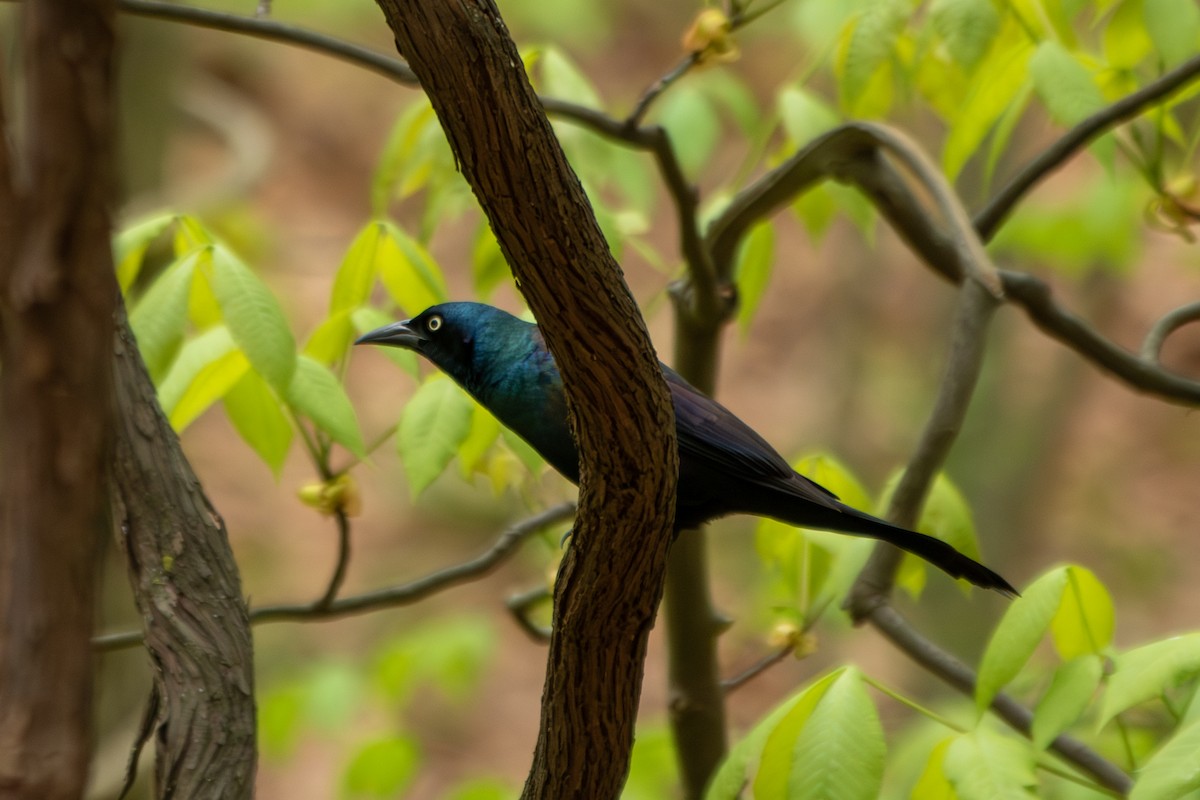 Common Grackle - ML563645681