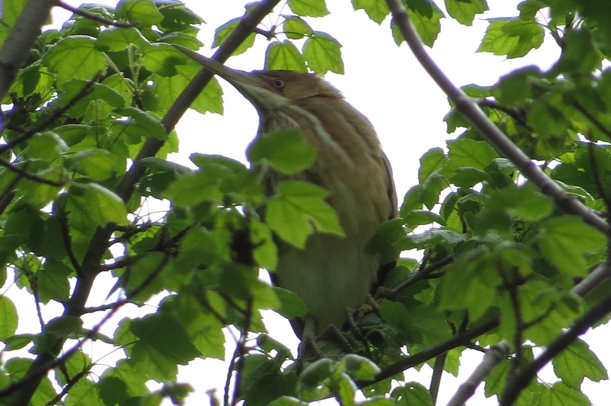 Least Bittern - ML56364721