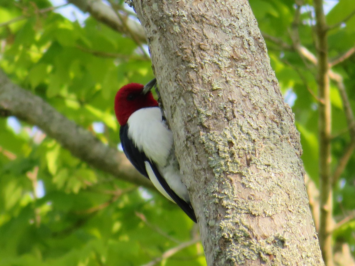 Red-headed Woodpecker - ML563647441