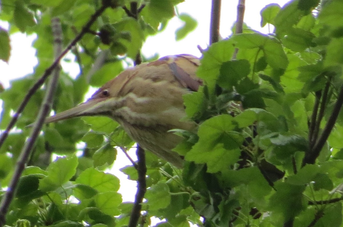 Least Bittern - ML56364771