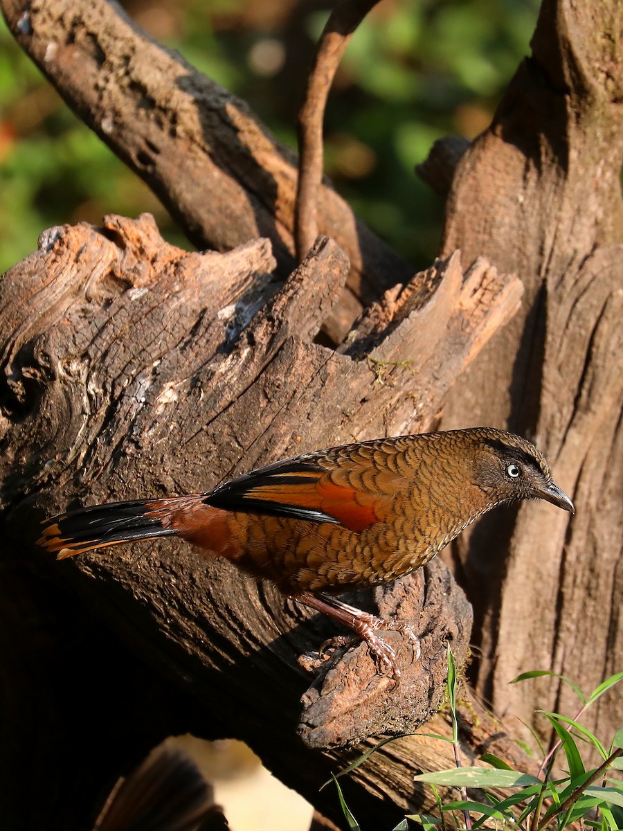 Blue-winged Laughingthrush - ML563648141