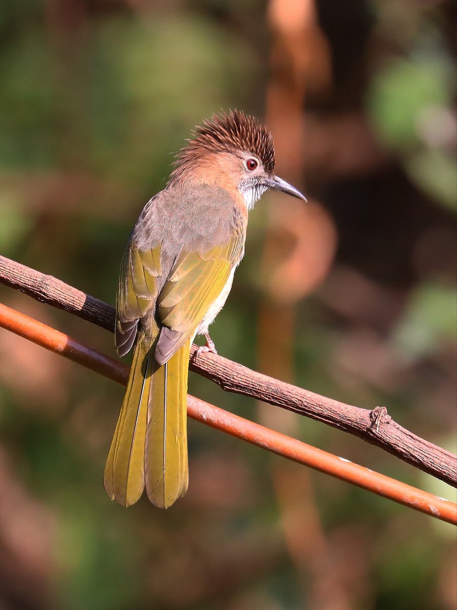 Mountain Bulbul - ML563649181