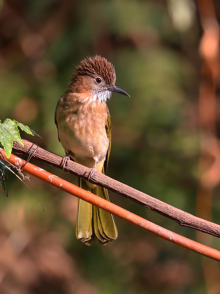 Mountain Bulbul - ML563649191