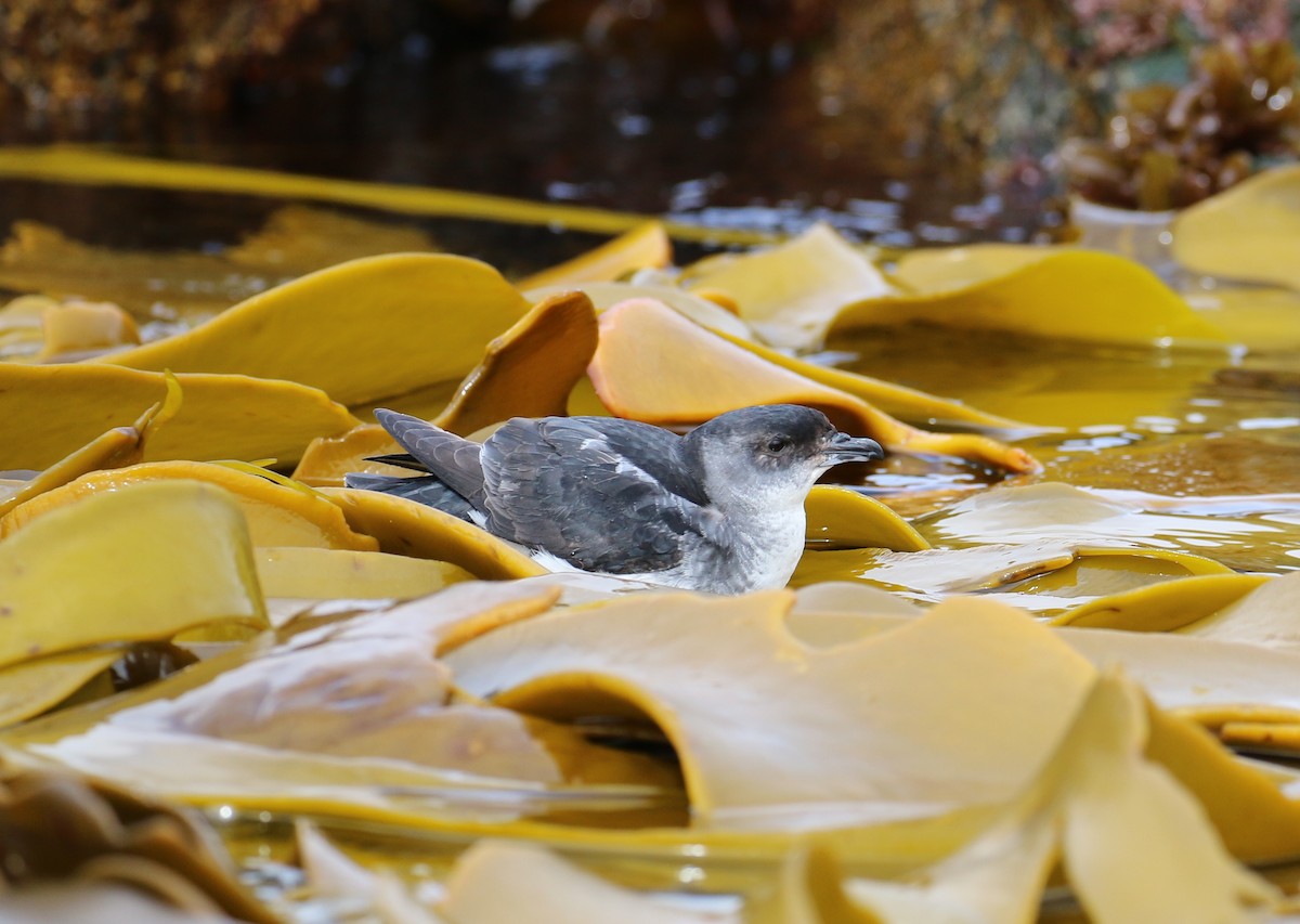 Common Diving-Petrel - ML56364951