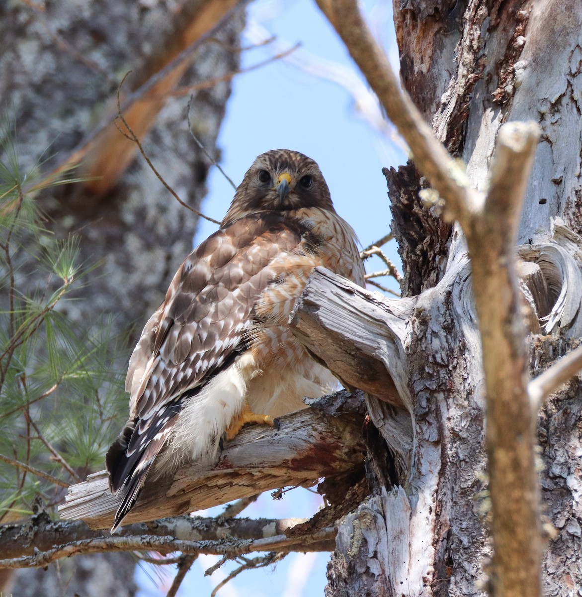 Red-shouldered Hawk - ML563649791