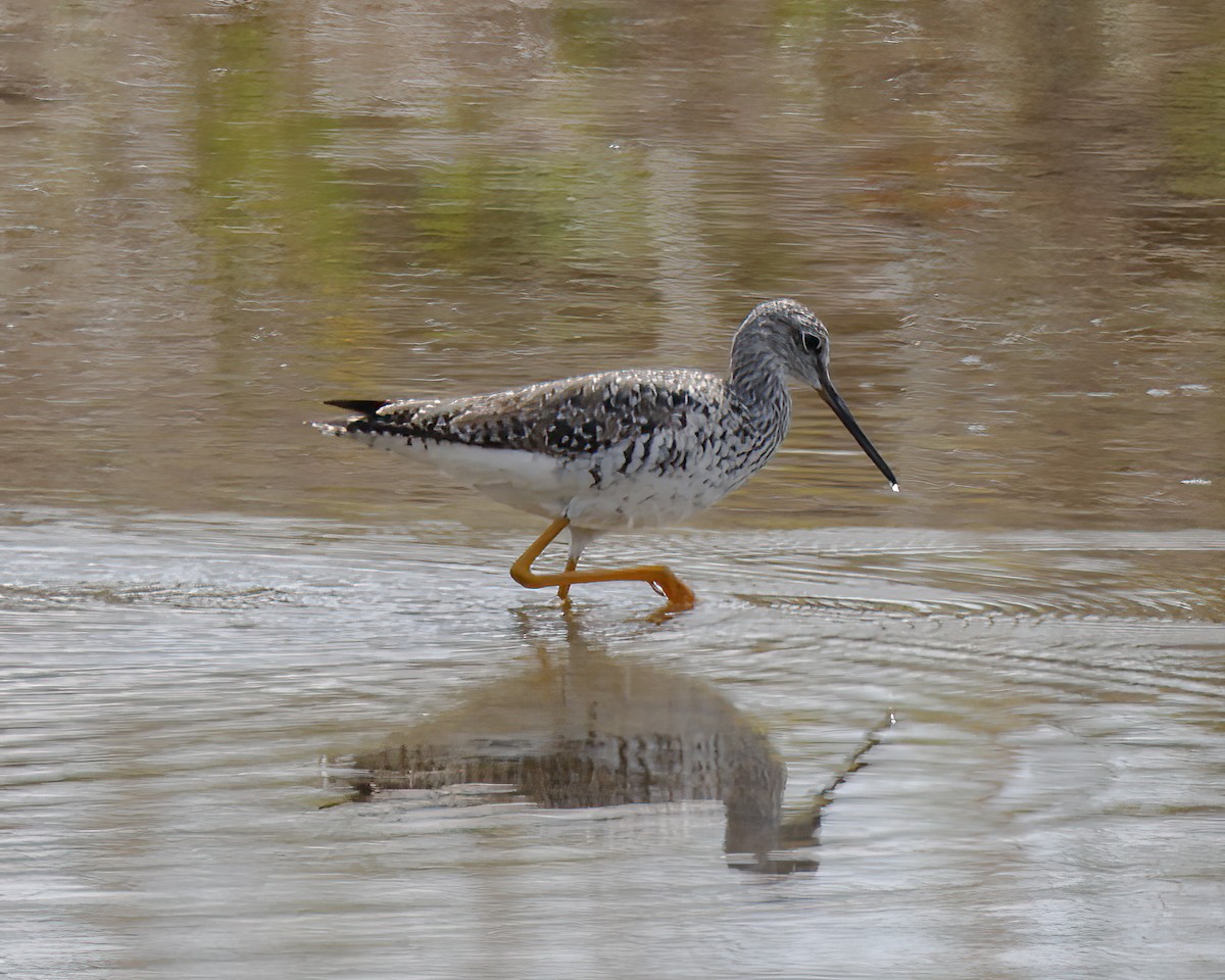 Greater Yellowlegs - ML563650261