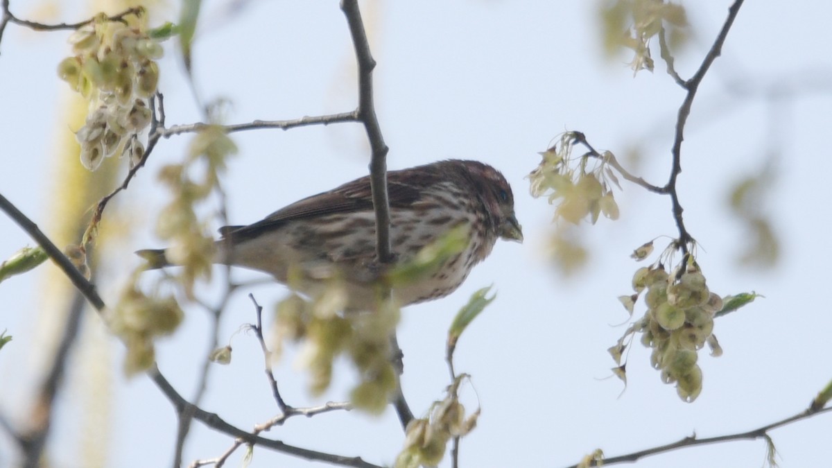 Purple Finch - ML563650271