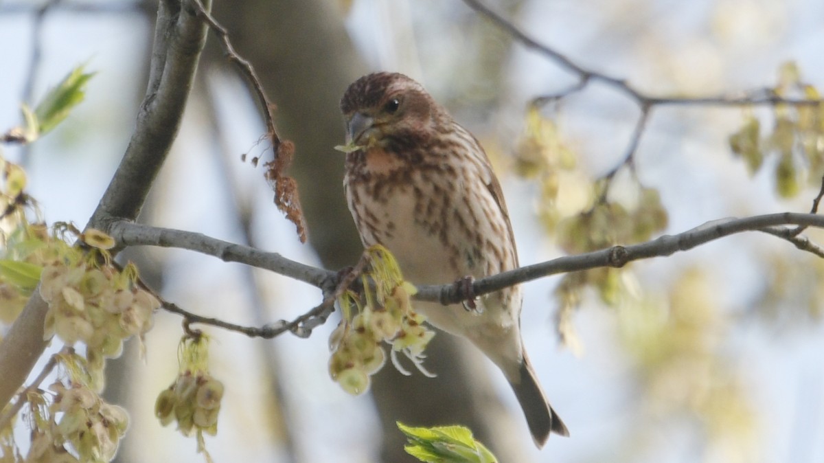 Purple Finch - ML563650291