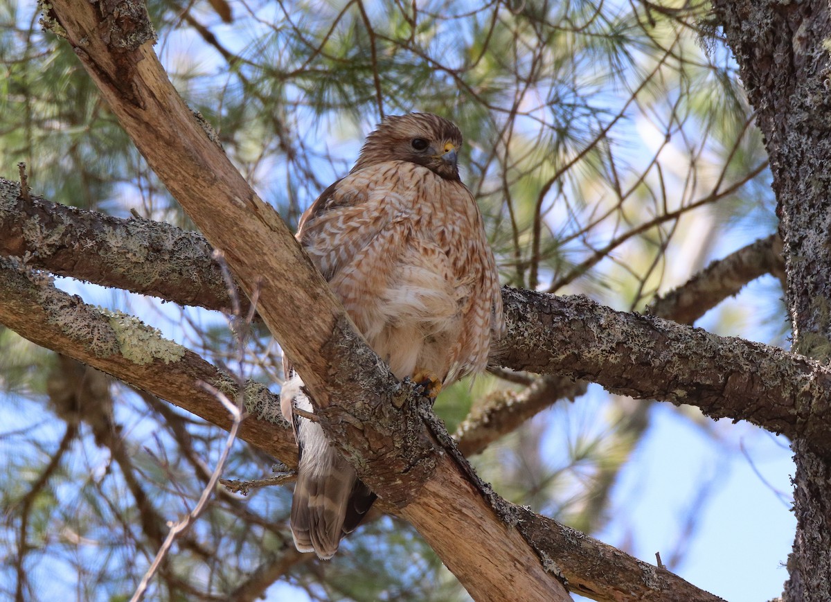 Red-shouldered Hawk - ML563650591