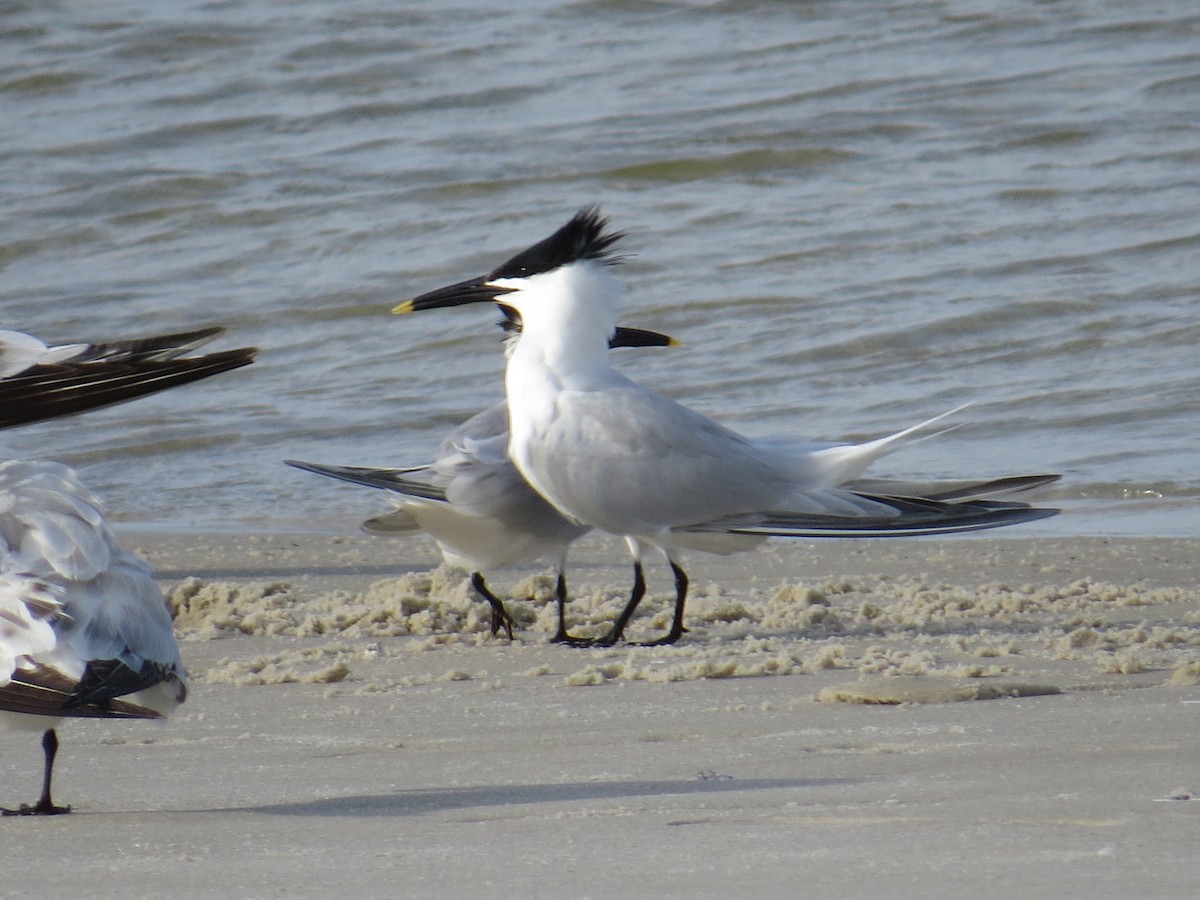 Sandwich Tern - ML563650911