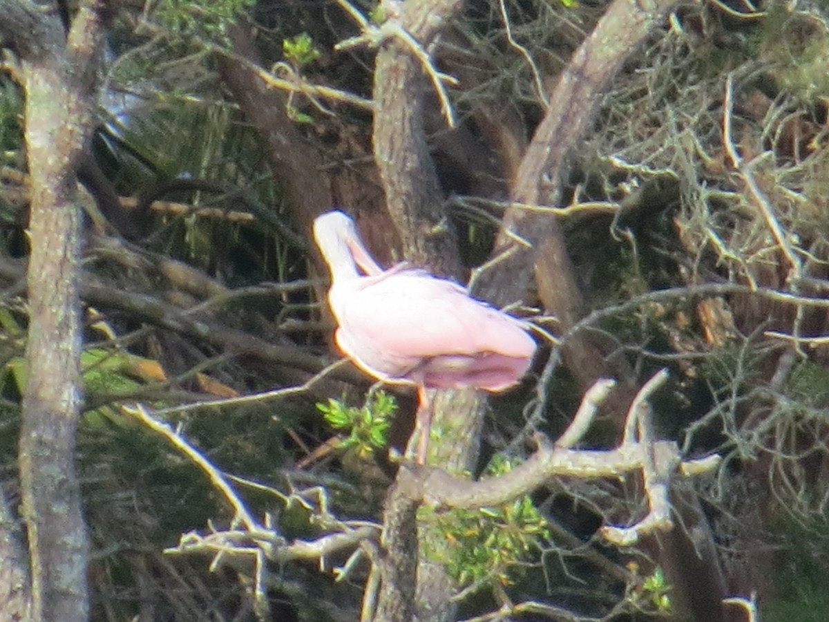 Roseate Spoonbill - ML563651141