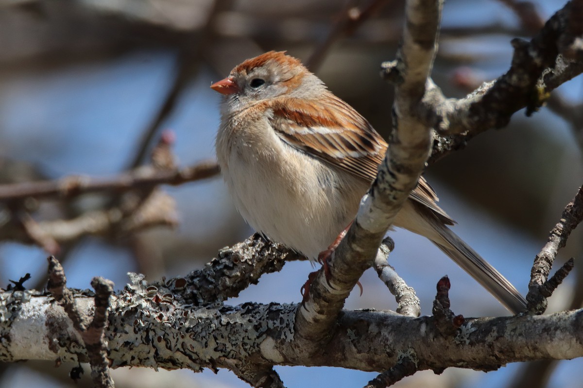 Field Sparrow - ML563651441