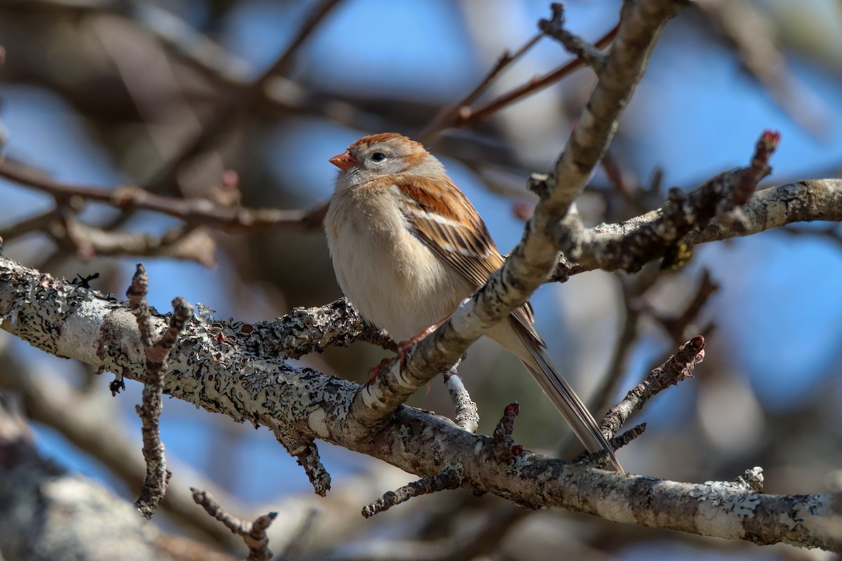 Field Sparrow - ML563651451