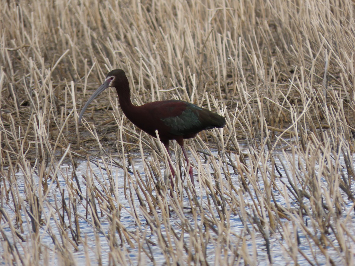 White-faced Ibis - ML563651571