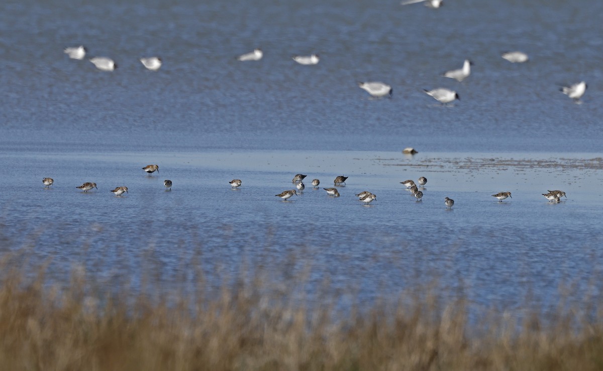 Zwergstrandläufer - ML563651941