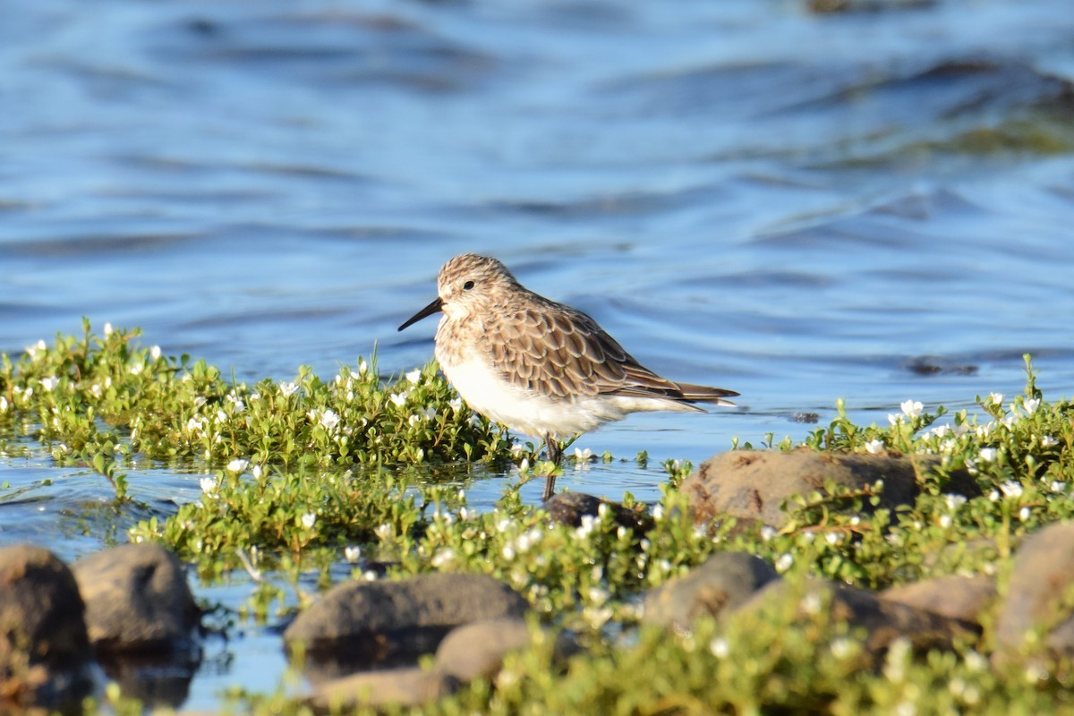 Baird's Sandpiper - ML563653411