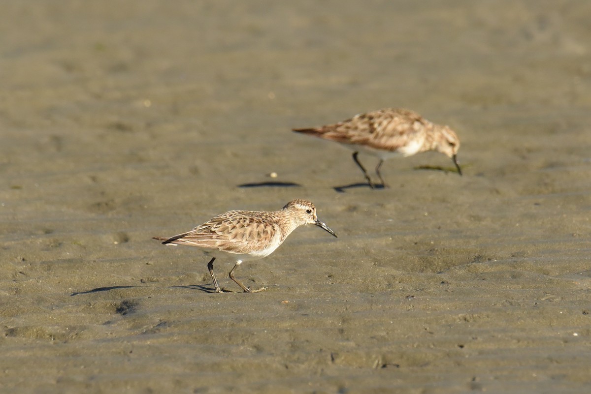 Baird's Sandpiper - ML563654311