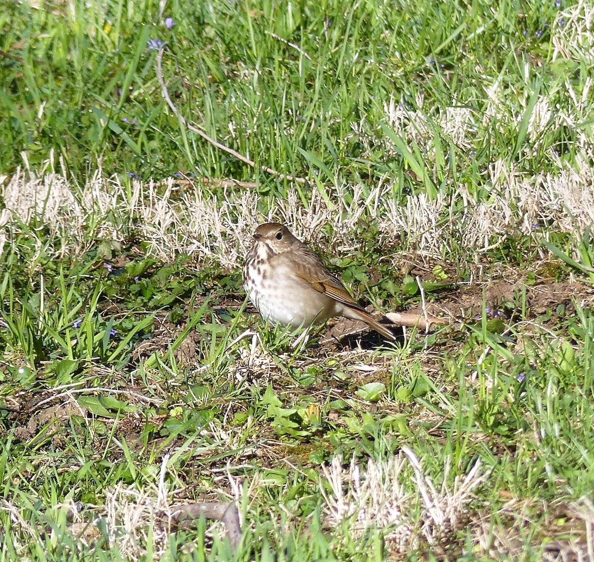 Hermit Thrush - ML563654371