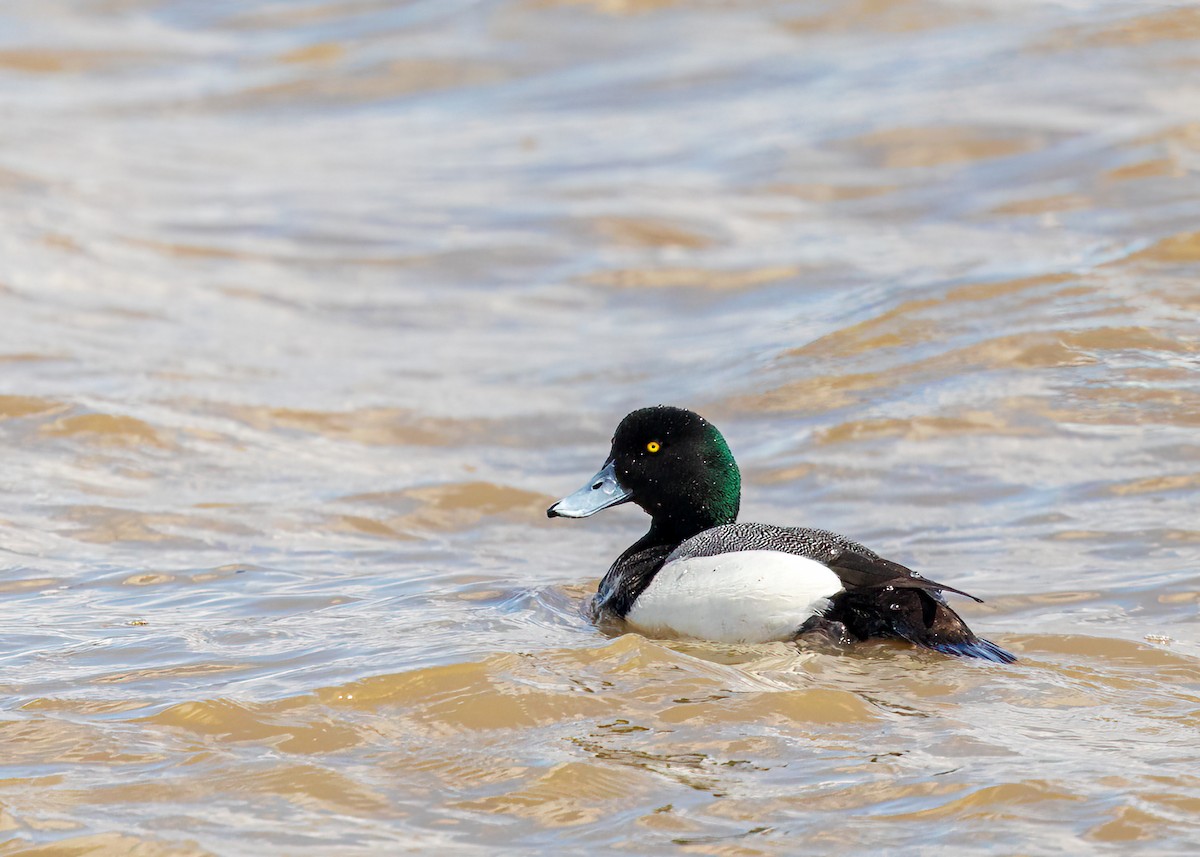 Greater Scaup - ML563654391