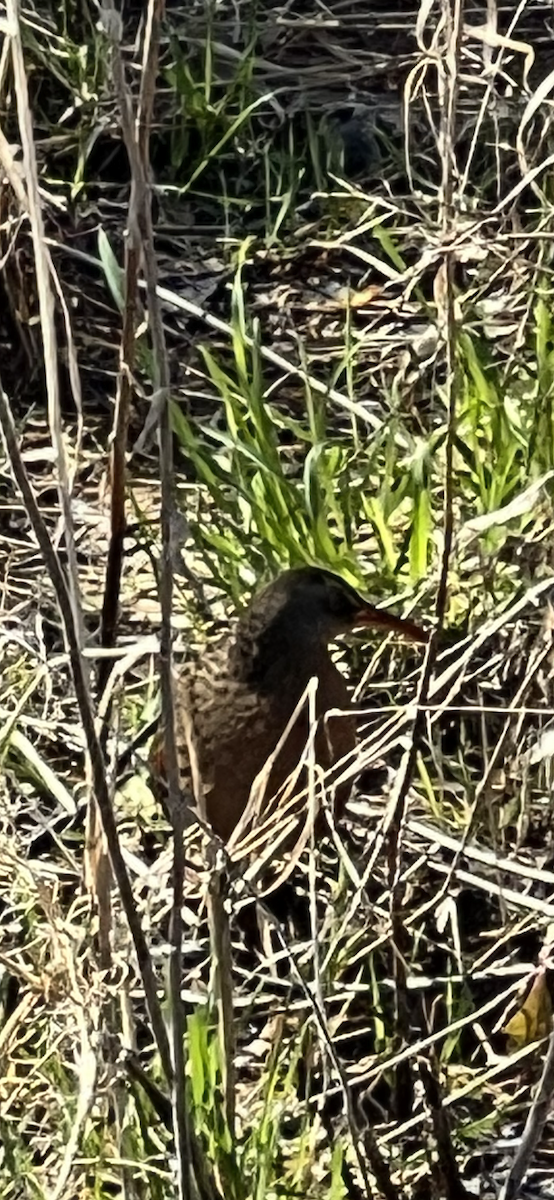Virginia Rail - ML563656261