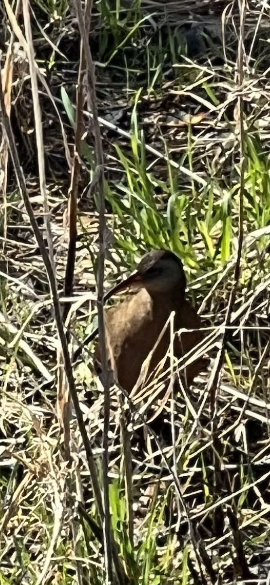 Virginia Rail - ML563656271