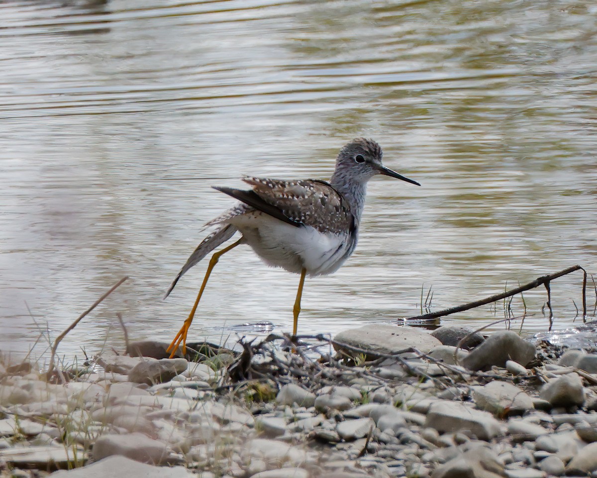 Lesser Yellowlegs - ML563657321