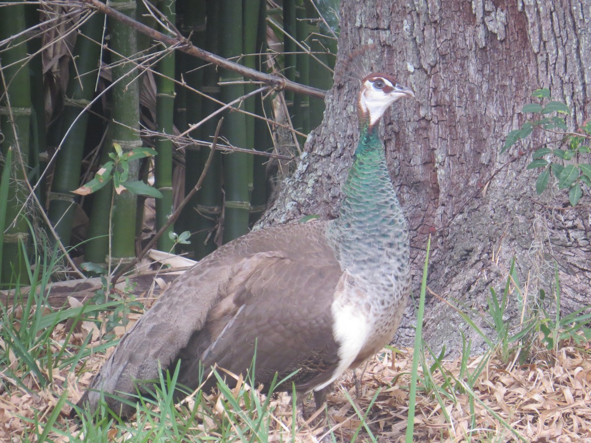 Indian Peafowl (Domestic type) - ML563657621