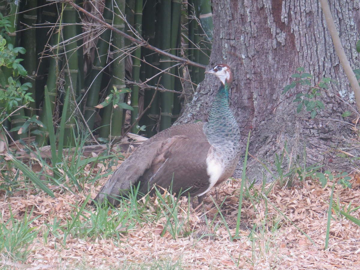 Indian Peafowl (Domestic type) - ML563657631