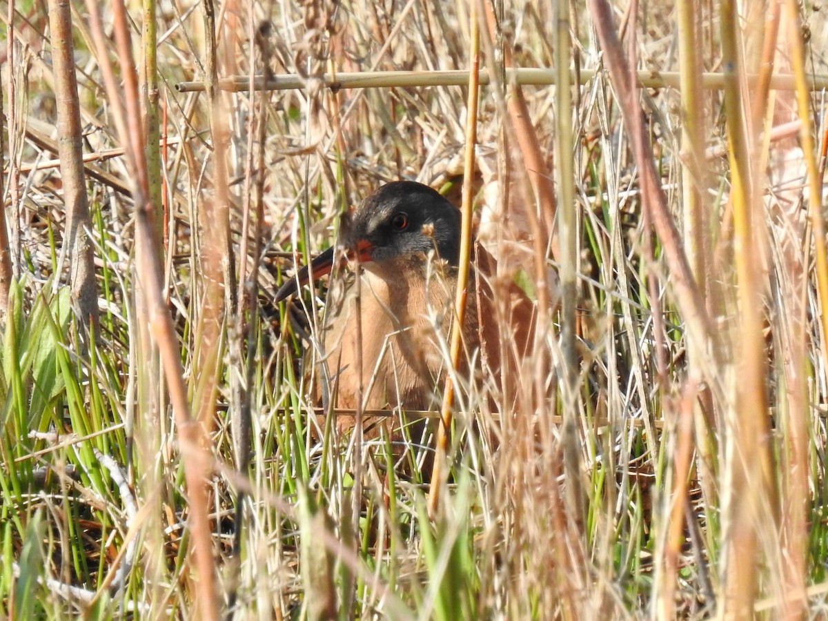 Virginia Rail - ML563659131