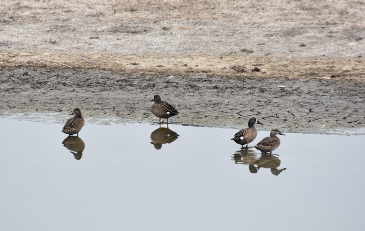 Blue-winged Teal - ML563659911